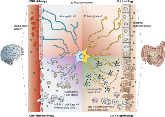 Blood brain barrier