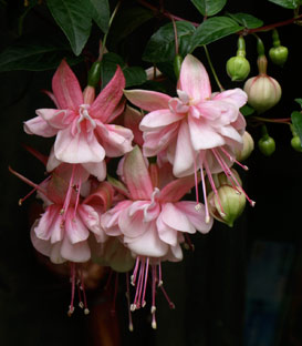 Fuschia