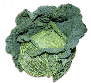 Cabbage