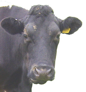 Cow