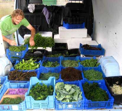 foraging boxes