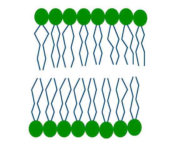 Phospholipids2