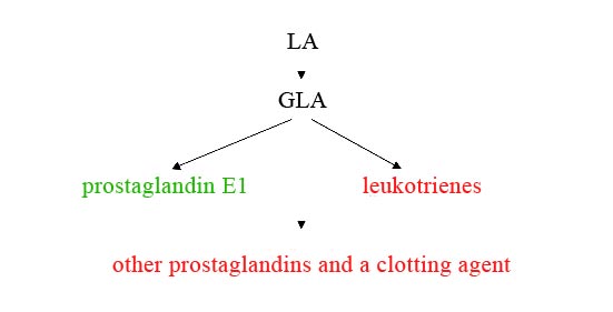 Phospholipids 4